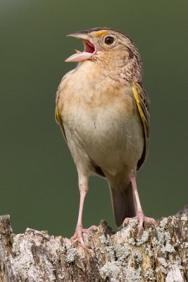 grasshopper sparrow 36
