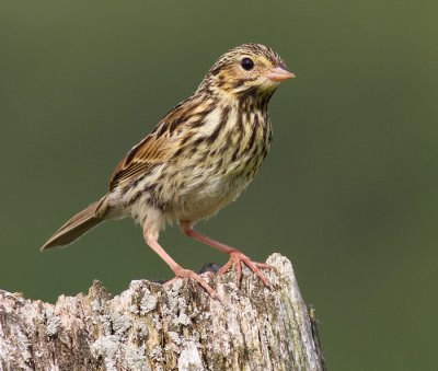 savannah sparrow fledgling 6