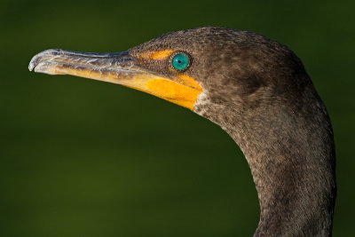 cormorant 106