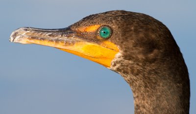cormorant 107