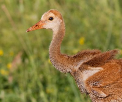 sandhill crane colt (chick) 9