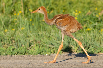 sandhill crane colt (chick) 14