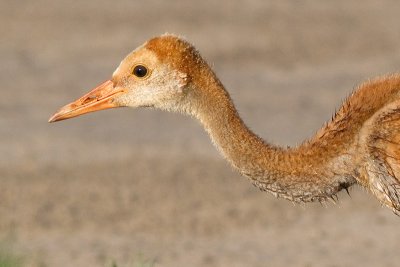 sandhill crane colt (chick) 17