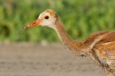 sandhill crane colt (chick) 18