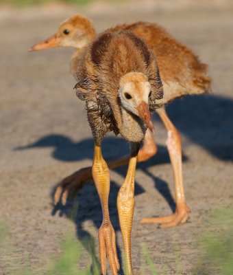 sandhill crane colt (chick) 19