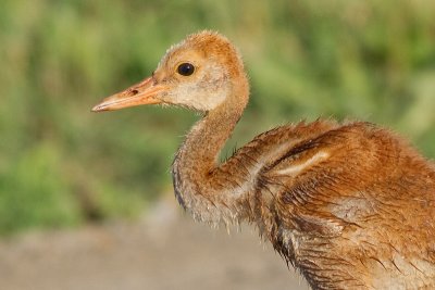 sandhill crane colt (chick) 20