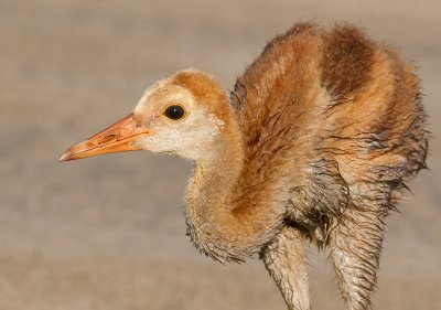 sandhill crane colt (chick) 21