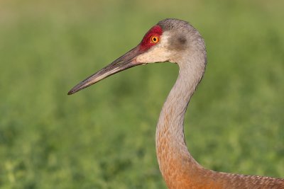 sandhill crane 97