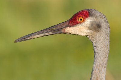 sandhill crane 100