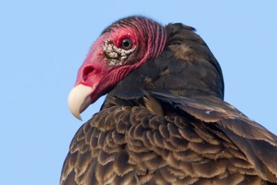 turkey vulture 96