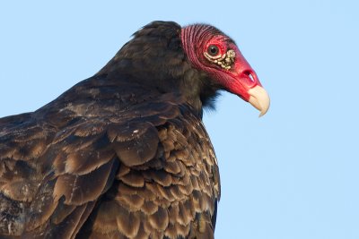 turkey vulture 97