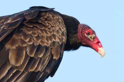 turkey vulture 98