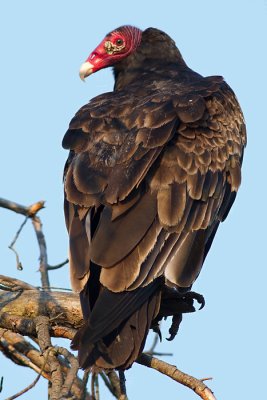turkey vulture 99