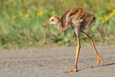 sandhill crane colt (chick) 23