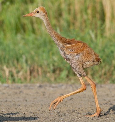 sandhill crane colt (chick) 24