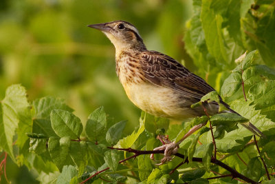juvenile eastern meadowlark 1