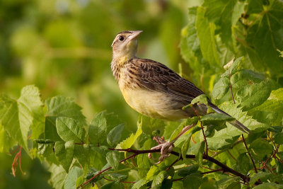 Eastern Meadowlark - Juvenile