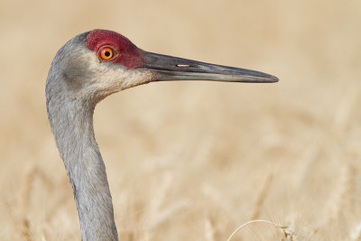 sandhill crane 103