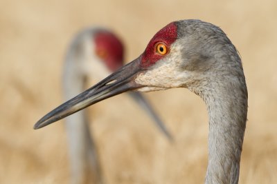sandhill crane 106
