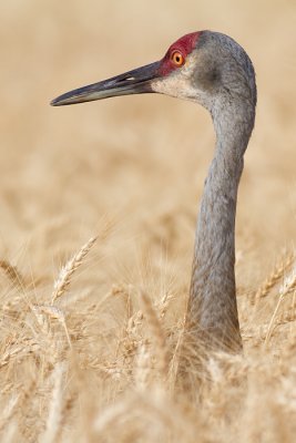 sandhill crane 107