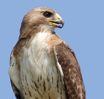 red-tailed hawk 326