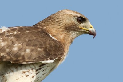 red-tailed hawk 327