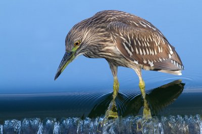 juvenile black-crowned night heron 375