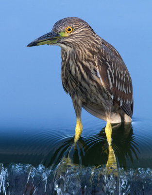 juvenile black-crowned night heron 376