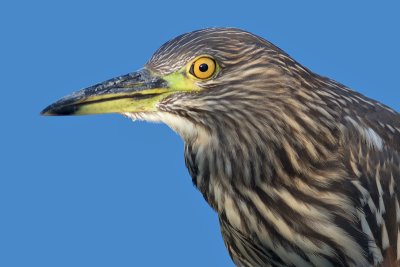 juvenile black-crowned night heron 377