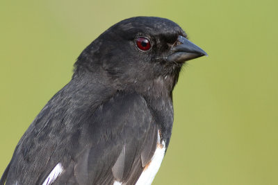 eastern towhee 3