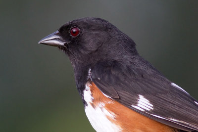 eastern towhee 7