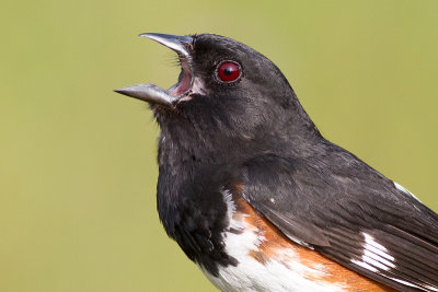 eastern towhee 9