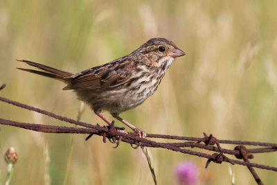 Song Sparrow - Juvenile