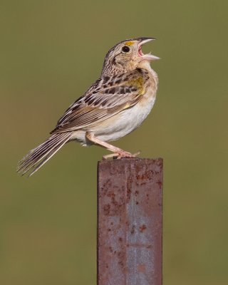 grasshopper sparrow 37