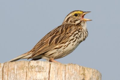 savannah sparrow 42