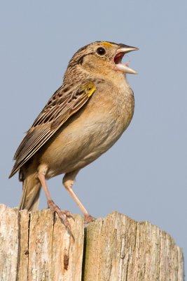 grasshopper sparrow 39