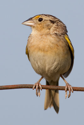 grasshopper sparrow 40