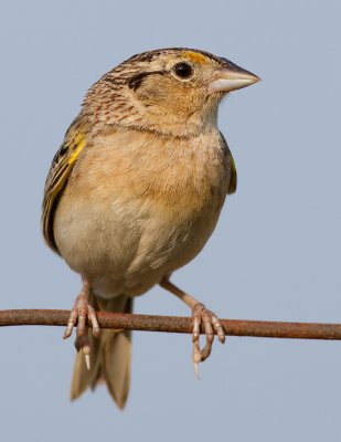 grasshopper sparrow 41