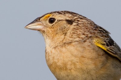 grasshopper sparrow 42