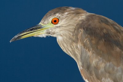 immature black-crowned night heron 379