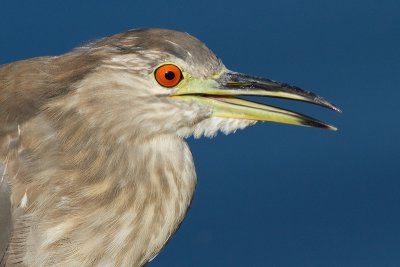 immature black-crowned night heron 380