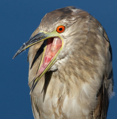 immature black-crowned night heron 383