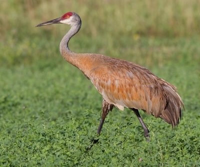 Sandhill Crane