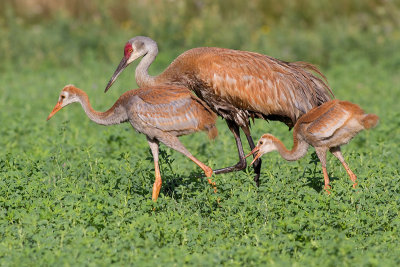 sandhill crane colt (chick) 38