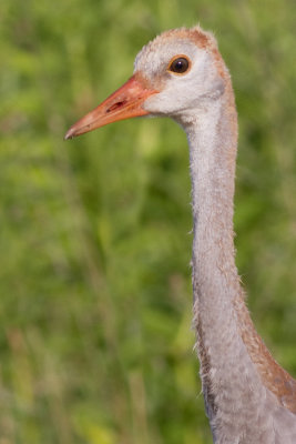 sandhill crane colt (chick) 41