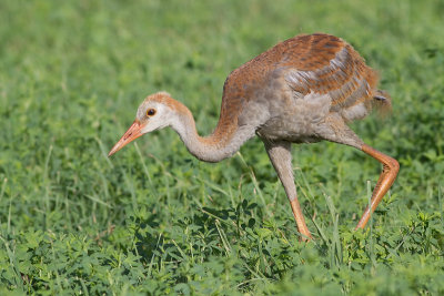 sandhill crane colt (chick) 44