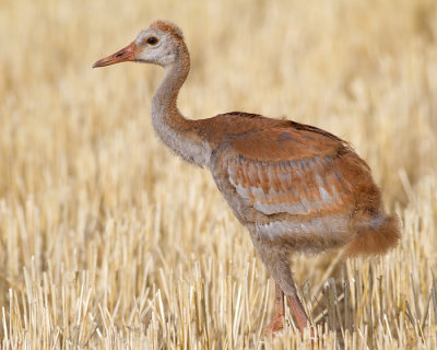 sandhill crane colt (chick) 46