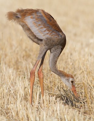 sandhill crane colt (chick) 54