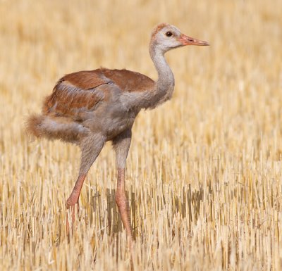 sandhill crane colt (chick) 55