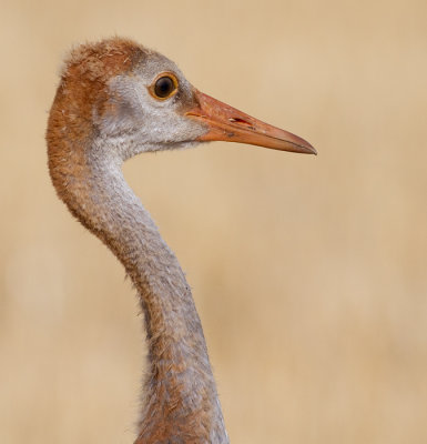 sandhill crane colt (chick) 56